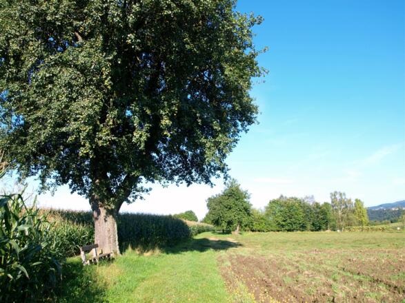 Baum mit Rastbank auf 510m