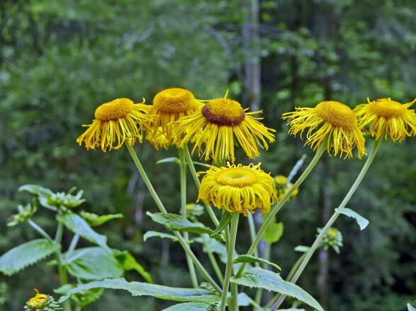Verblühendes Ochsenauge (Buphthalmum salicifolium)