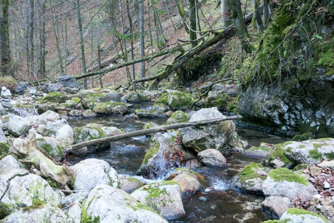 Hier führt der Weg direkt am Thoraubach entlang