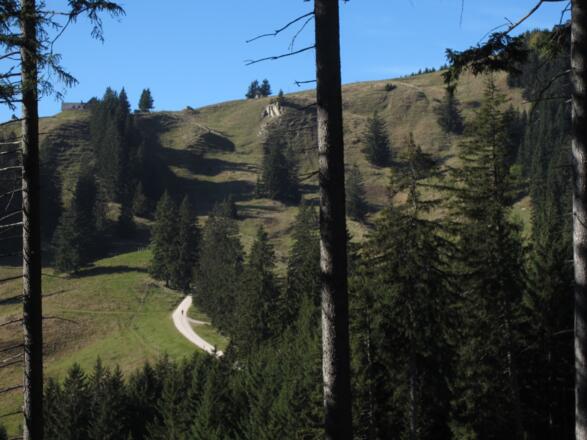Soißer Alm durch die Bäume schon zu sehen