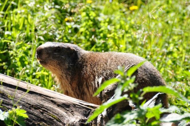Ein gute genährtes Murmeltier genießt die Mittagssonne und den reich gedeckten Tisch im Nationalpark Berchtesgaden