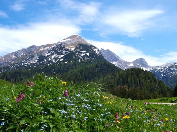 Letzter Blick zum Seehorn von der Kallbrunnalm 1454 m