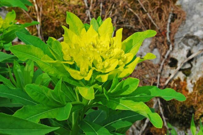 Österreichische Wolfsmilch im unteren Glöckelkar