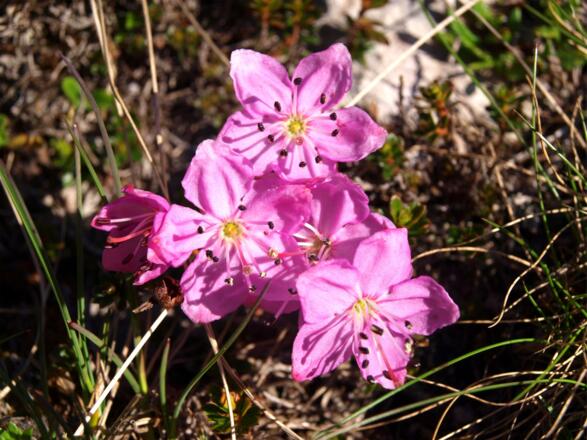 Zwerg Alpenrose