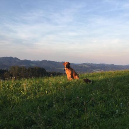 Hund Benji