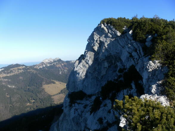 dicht verwachsener Tauron vom besteigbaren Sommergipfel, dahinter die Kampenwand