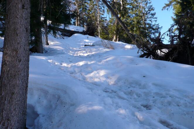 Aufstieg im lichten Wald