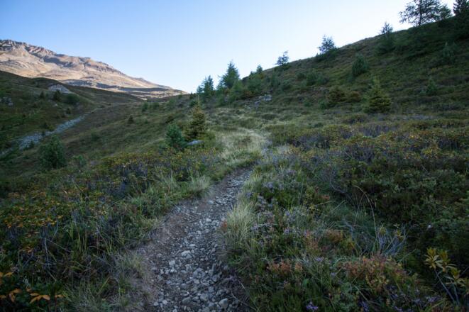 Zwergsträucher säumen den Weg