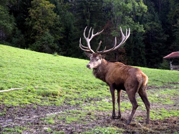 Wildgehege 720m unter'm Kl.Barmstein