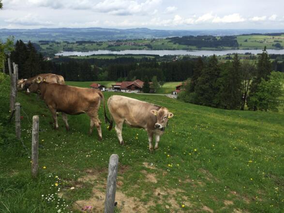 Rotachsee