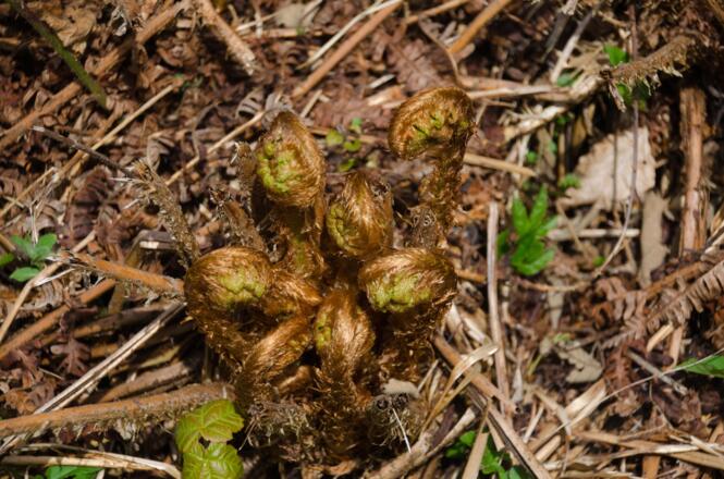 Pflanzen am Rande des Weges