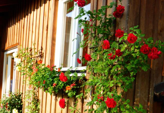 FW_garten_sommer2023_02