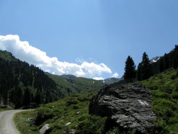 Die Fahrt führt durch eine herrliche Almlandschaft.