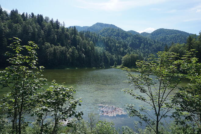 Weitsee mit Seerosen