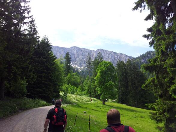 Forststraße über Eibelsfleck Alm