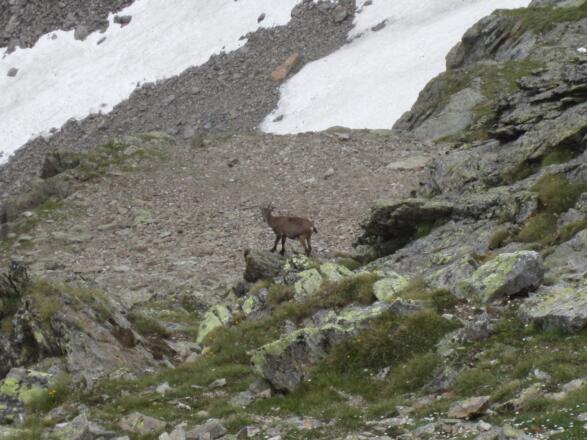 Gämse im Kar beim Abstieg