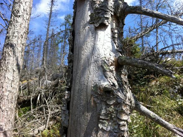 Totholz - Spuren der Borkenkäfer