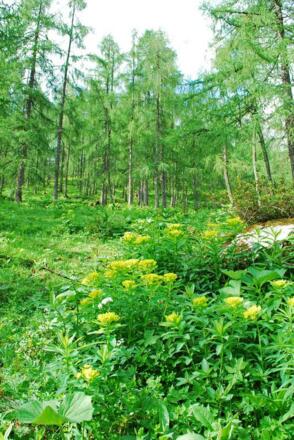 Im lichten Lärchenwald oberhalb der Grasseggeralm