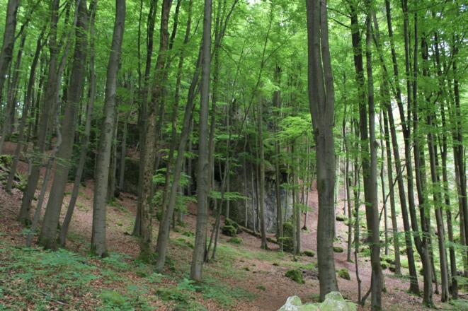 Es geht durch schöne Wälder