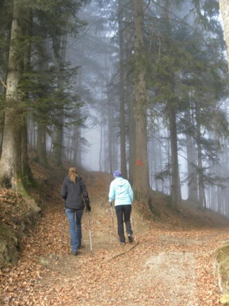Wegverzweigung im Hochwald