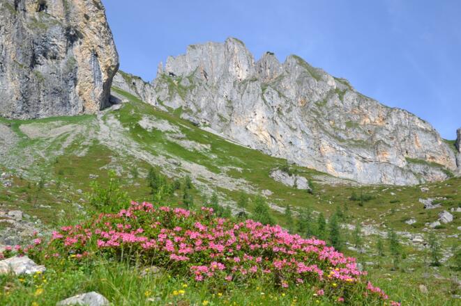 Almrosenblüte im Igltalalmgebiet, im Hintergrund der Sandkogel