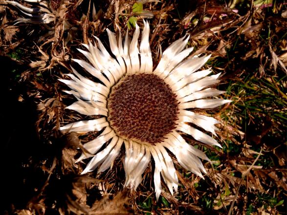 Silberdistel