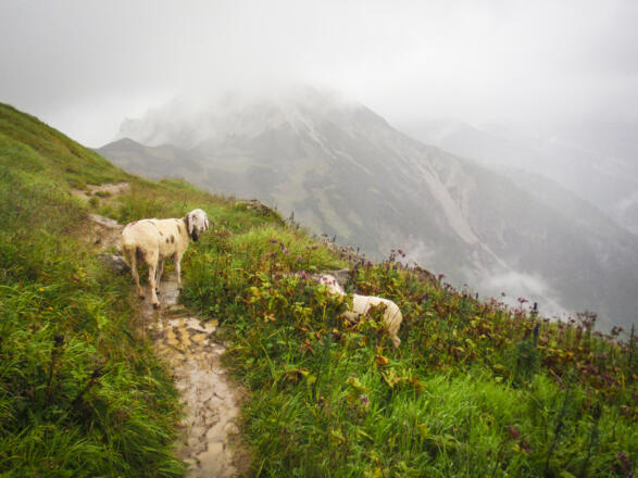 Schafe auf dem Jubiläumsweg