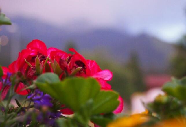 Haus Bergwelt Ferienwohnungen im Tannheimertal Vilsalpsee