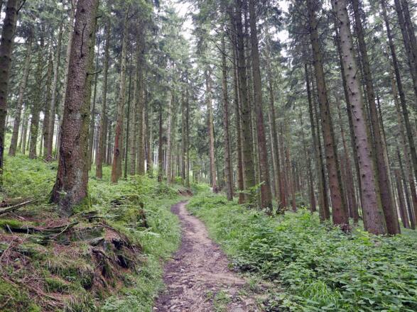 Durch den Aufhamer Wald