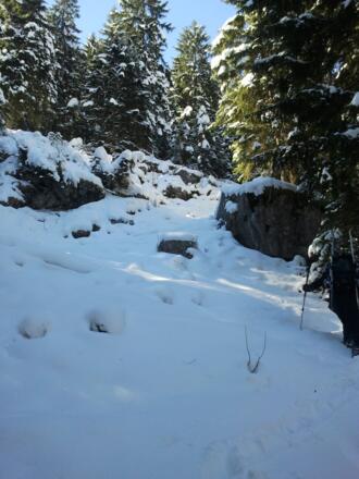 Nach dem Ende der Forststrasse gehts mühsam aufwärts durch eine Schneise.