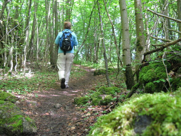 "Eingetaucht"in den lichten Wald vollenden wir unseren Rundweg!
