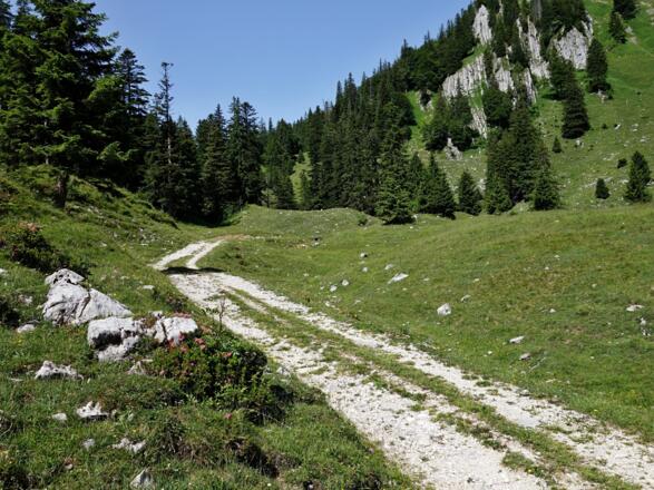 Nach dem Wald führt ein Forstweg auf die Almflächen