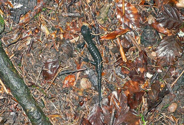 Alpensalamander