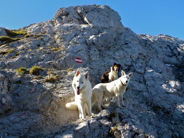 auch für Hunde geeignet :-)