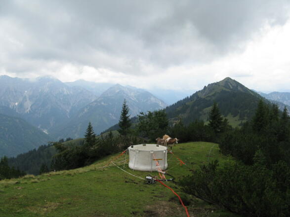 Auf ca. 1750 m, bei einem "Wasserplastiktrog" queren wir auf schmalstem Pfad in die Latschen rein rüber zum Auf-/Abstiegsweg Schellschlicht!