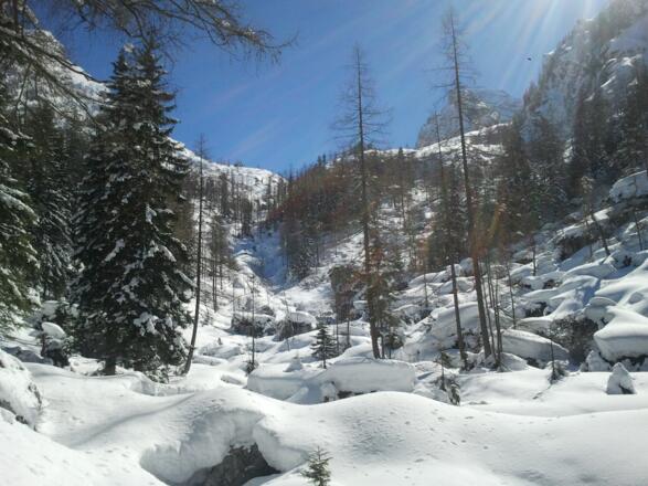 Der Wald lichtet sich. Der Weiterweg erfolgt rechts vom Bach.