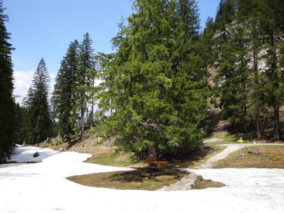 Wegkreuzung kurz unterhalb des Hüttenecks (4. Mai 2012)