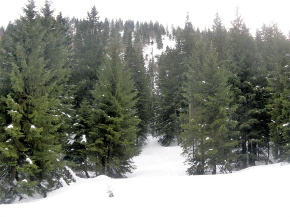 Nordhang zum Laubenstein