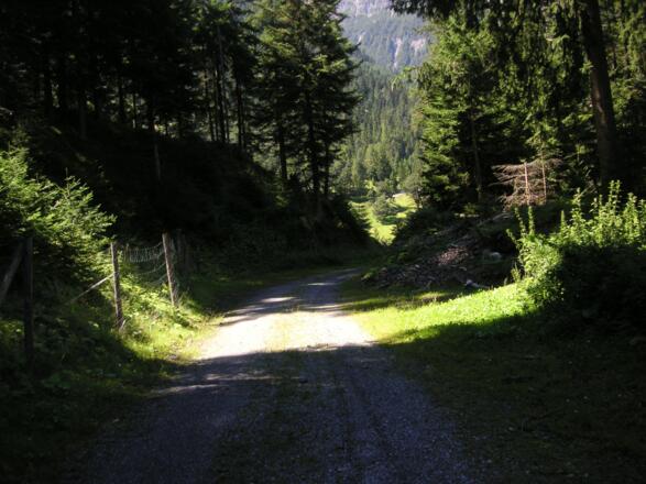 Forstweg zur Garseilwiese