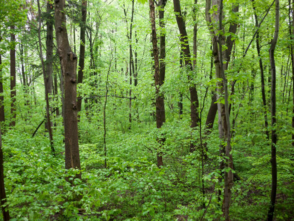 Die Grüne Hölle an der Isar