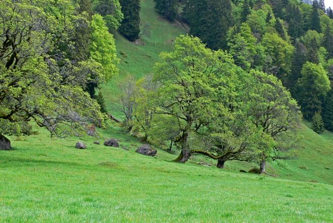 Almwiese bei der Ornachalpe