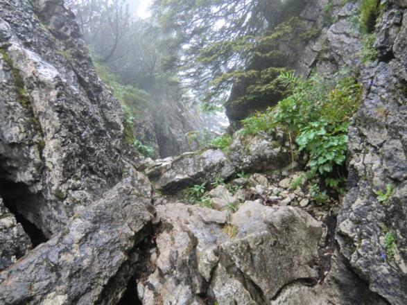 Felsiger Weg (1. Klettergrad) am Mariaeck