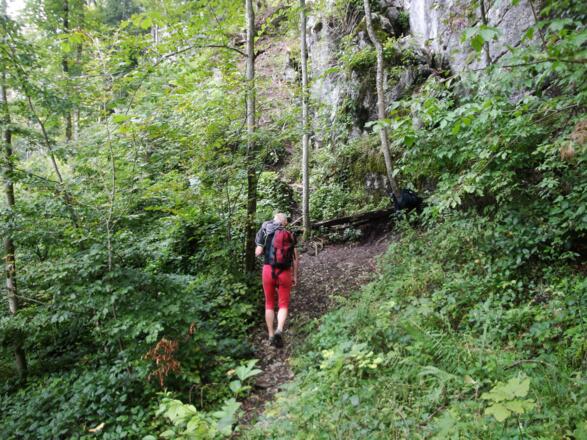 Links der Route "Taxus" steigt man steil durch den Wald zum Einstieg empor.