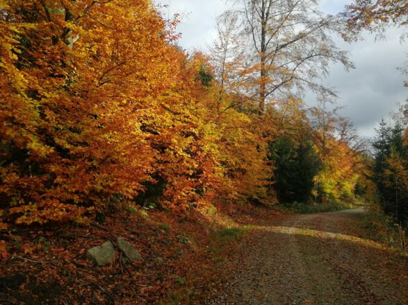 Rückweg zum Silberhaus