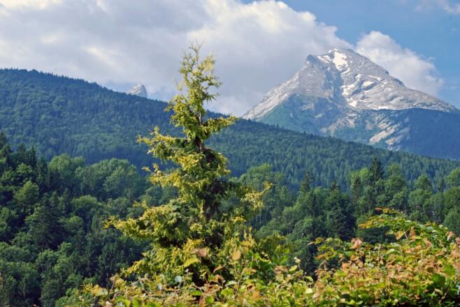 Blick zum Watzmann