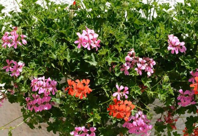 Aussenansicht im Sommer