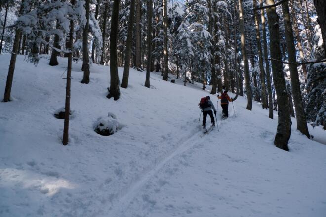 Im Waldstück vor der Genneralm