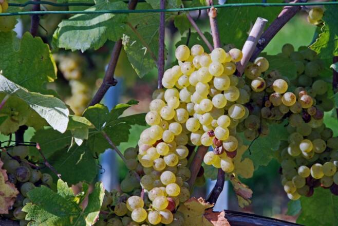 Hier wächst aber auch guter Weißwein