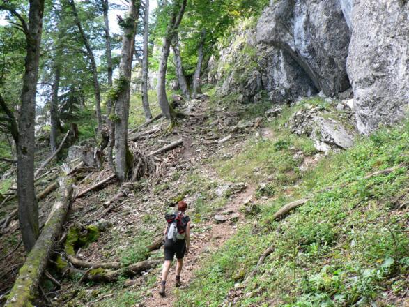 Der Weg Nr. 17 führt zu Beginn durch urwaldnahe Schluchtwälder ...