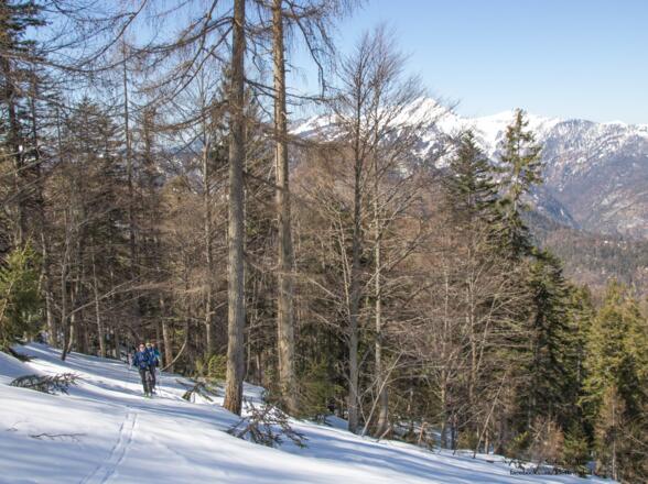 mit Ski entlang der Abfahrt im teils dichten Wald nach oben